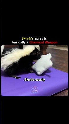 Skunk spray doesn't wash off easily