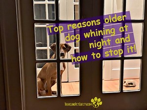 Top reasons older dog whining at night and how to stop it! - TravelingPetSafety.com