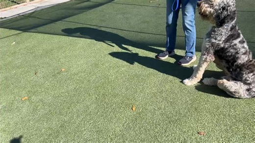 Woody is a one year Bernese Mountain dog doodle. Interesting I know?! Accepting of dogs and still learning. Kids 13 plus as he can jump. He did live with kids around 10. Cats are unknown. | Homeward Bound Golden Retriever Rescue & Sanctuary, Inc.