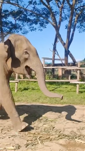 Lek Chailert | Nam Thip: The Adventurous Heart of Our Herd Like many teenagers, our young elephant Nam Thip is full of curiosity. She loves to explore,... | Instagram