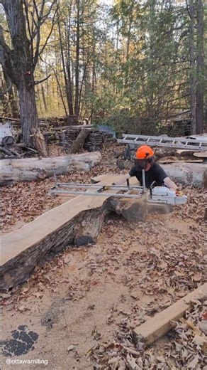 milling huge oak log