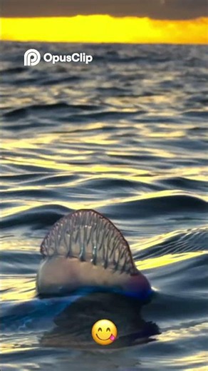 Man o war's Deadly Feast Watch Prey Liquefy Instantly!