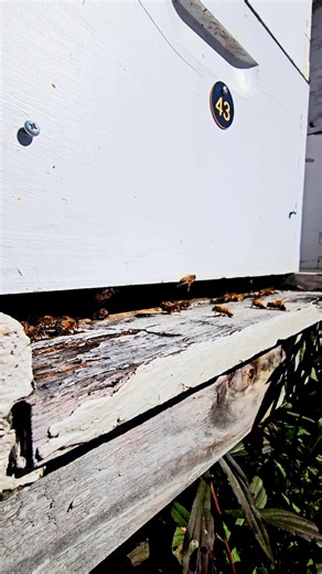 Bright Sunny Landing Board While we are getting some much needed, welcome rain this morning, it makes for some lousy bee footage. So, let's step back a few days and enjoy a landing board on a recent warm, sunny morning. #oakpointfarmllc #honeybees #bees #beehive #apiary #beekeeping #relaxing #farming #reelsfacebook #shorts | Oak Point Farm | Facebook