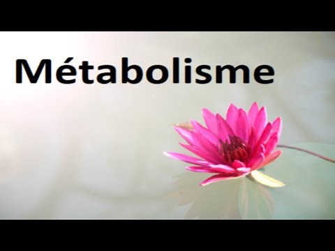 Métabolisme des Protéines (1)