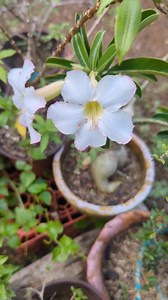 Magka Seed Pod Sana Ang White Adenium #adenium #desertrose #whiteflower | Jejie Basquiñez Mahilum
