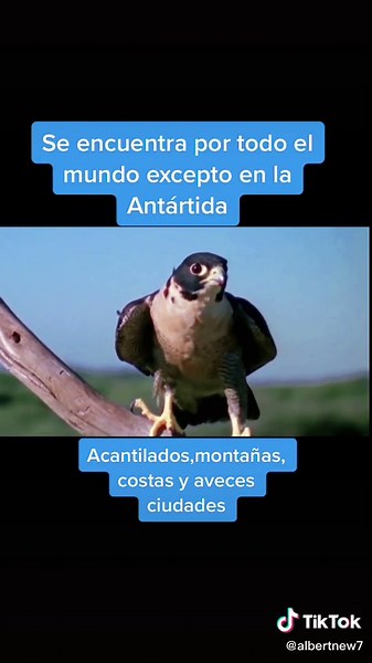 Reesubido por edición #parati #fypシ #animales #halcon #peregrinefalcon