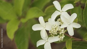 White Flowers Of Hydrangea Paniculata Siebold Phantom. Panicled