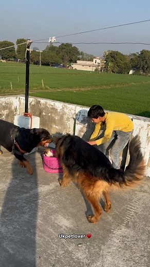 PAnkaj BoHra | Mother rottweiler Protecting puppy⚠️🚨Suddenly attacked❌#rottweiler #security #doglover | Instagram