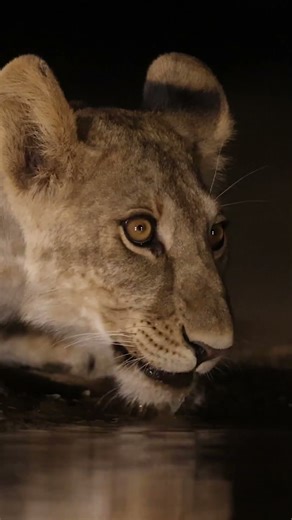 Shompole Hide Photo safari - 2026