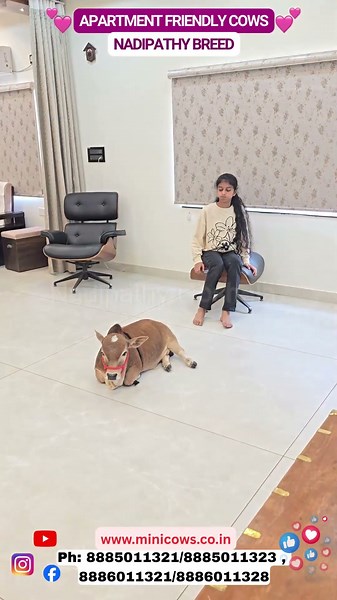 Apartment Friendly Cows,Cutest Nadipathy Breed| #cows #viral #yt #farming #miniature #minicows