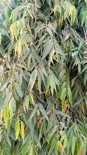 Health Benefits of Mast Tree The Polyalthia longifolia (Mast Tree / False Ashoka) is mainly known as an ornamental tree, but in traditional herbal practices, parts of the plant (especially the leaves and bark) have been used for some health purposes. Benefits Anti-inflammatory properties Extracts from the leaves and bark are believed to help reduce inflammation. Antimicrobial effects Some studies suggest it may help fight certain bacteria and microbes. Fever management (traditional use) Used in 