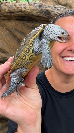 This feisty diamondback terrapin looks ready to bite anything nearby