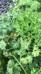 London Bridge Greenhouses & Nursery on Reels | Facebook