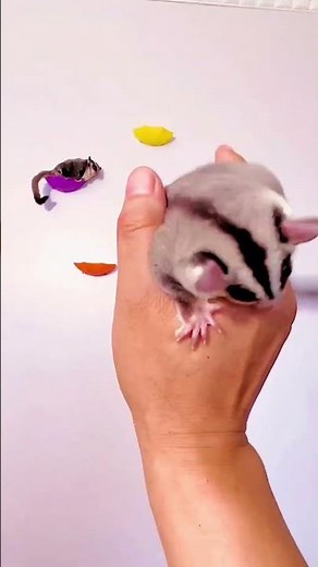 The confused behaviors of sugar gliders #SugarGlider #AmazingAnimals #MillionPetStarPlan #