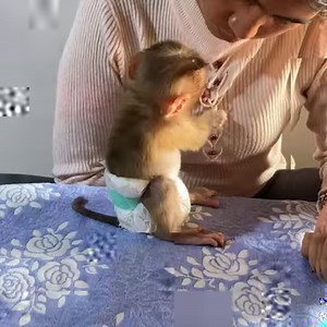Poor Baby Monkey DAM Vomit After Drink Too Much Milk | Daily Monkey Family