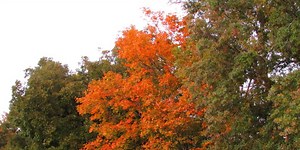 Fall foliage 2022: When could the leaves change color in your area?