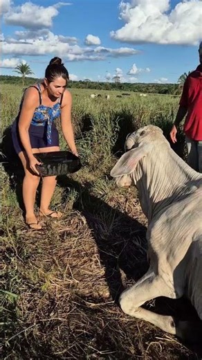 “Heartwarming Moment: Girl Feeds Baby Calf with Love 🐄❤️ | Pure Animal Bond” #villagelife