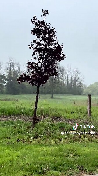 #fyp #Indian very nice song and beautiful my village Niagara Falls, New York
