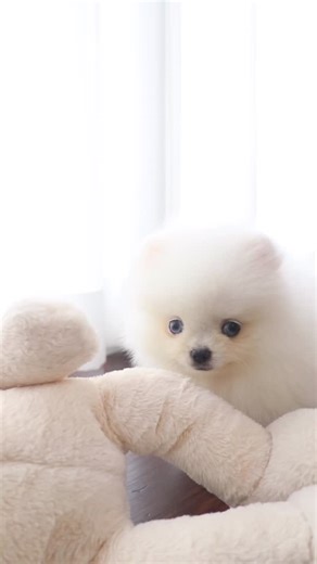 Peek-a-boo, it’s Mickey Blue! 👀💙 White pommy blue eyes = out of this world 🫠. . . . #whitepomeranian #pomeranianofinstagram #pomeranianboo #pompuppy | Foufou's Teacup Puppies