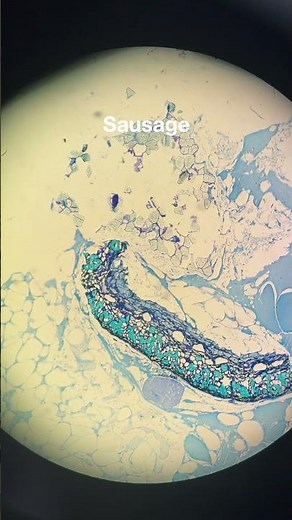 Histology Tissue Slide Compilation - #Histology #Pathology #Science