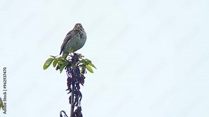 one Corn bunting (Emberiza calandra) sits on a branch and sings its song on a sunny summer morning in Erfurt - Thuringia - Germany - Europe