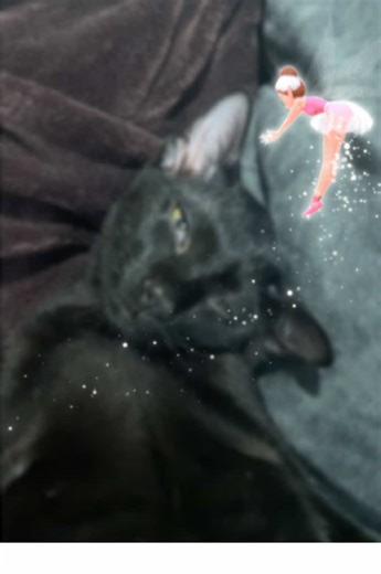 Chucky and the fairy 🧚‍♀️ #cats #cutecats #funnycats #fyp #chuckyfamily