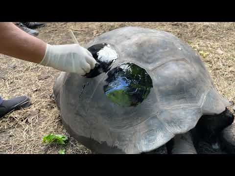 How to repair Damaged tortoise shells