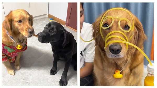 When your dog has more personality than you! 😂