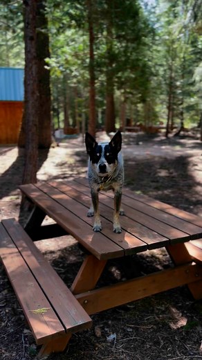 118K views · 3.7K reactions | Zcowdog showing off some dog tricks. #dogtricks #acd #dogactor | Zcowdog | Facebook