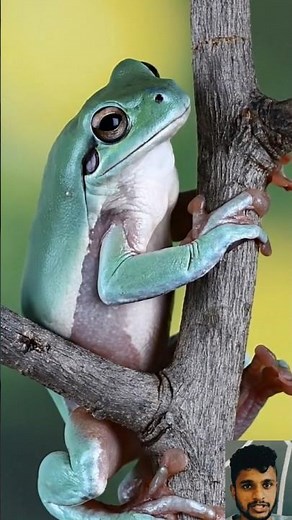 White's Tree Frog (Dumpy Tree Frog)🐸🔥 #animals #short #frog