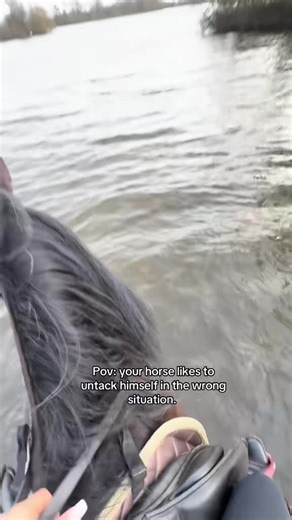 Understanding Equestrian Behavior: What You Need to Know