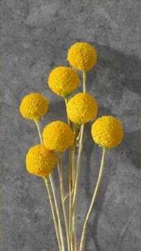 Crespidia / Billy Buttons Tutorial using Sugar paste/ Gumpaste for cake decoration.