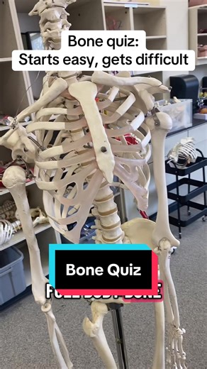 Bone Quiz: starts easy, gets difficult! How well can you do? #anatomy #bones #quiz #skeleton #nursing