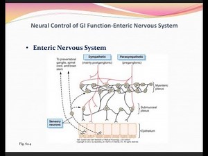 Discuss the neuronal control of the gastrointestinal tract; intrinsic and extrinsic