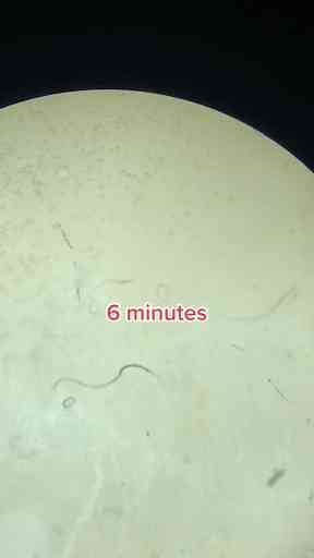 Microscope Magic: Exploring Science Up Close