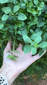 1.4K views · 14 reactions | You just can't beat homegrown herbs! 朗 What's your favorite fruit or veggie that you're growing right now? : @cheninmotion | Garden Tower Project | Facebook