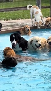 28K views · 125 reactions | another 50 dog pool party that i was not invited to 殺 #reels #dogs #poolparty #doggo #doggosbeingdoggos #dogpool #swimming | In The Know Now | Facebook