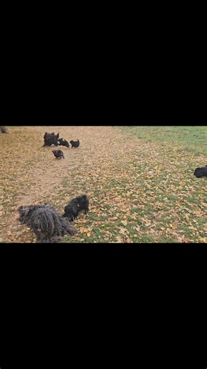 464 reactions · 14 shares | #puli #somogyibetyarkennel #puppy #puppies | Talpai Melinda | Facebook