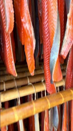 Insane Pellicle on Cold Smoked Salmon! 😋💨🔥 #alaska #canning #SmokedFish ￼