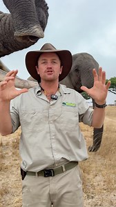 901K views · 31K reactions | Let me show you the difference between a male and a female elephant - the obvious one is that the bull elephant is usually impressive in size!  #africanimals #endangeredspecies #conservation | Reilly Travers | Facebook