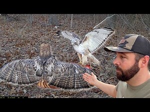 Red-Tailed Hawks Caught on Camera Fighting!