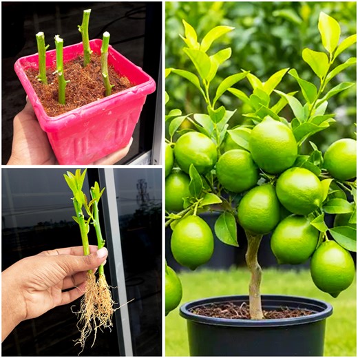 9K views · 181 reactions | Stem to plant || Tips & tricks for grow lemon plant at home || Make your garden juicy & tangy | DIY IndoorGarden | Facebook
