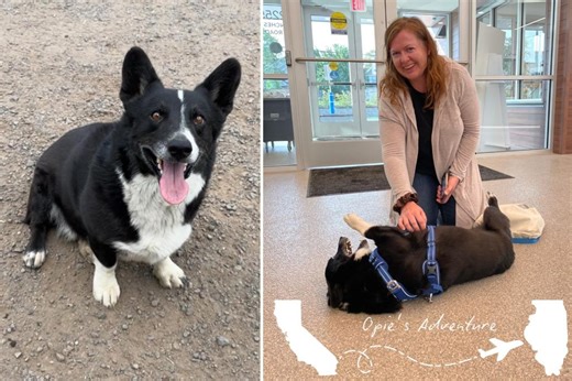 Lost dog found 2,000 miles away from home after running away during a storm