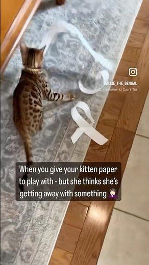 Naughty Allie #cat #catfunny #funny #catvideos #bengal #animals #funnycatvideos #kitten #pets #pet