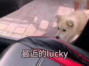 【lucky的日常】最近的lucky变成了粘人精#狗狗故事