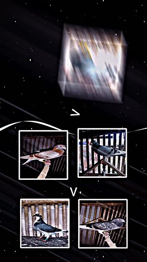 Vanden Luke: The Ultimate Flying Experience for Kalapatids