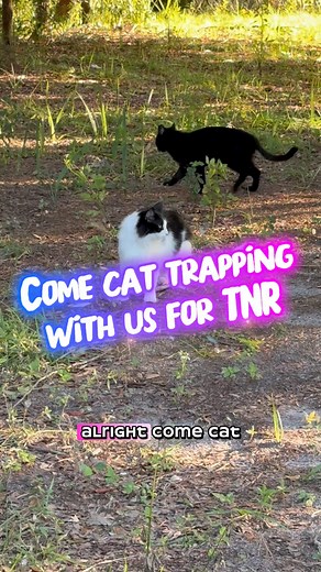 1.7K views · 60 reactions | A successful night of TNR! | Nine Lives Kitty Rescue | Facebook