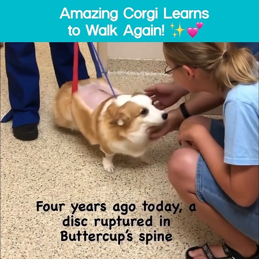 1.6M views · 4.5K reactions | This incredible corgi pup will absolutely make your day! ✨ | The Pet Collective | Facebook
