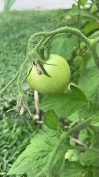 What’s Wrong With My TomTato Plant? 🍅🥔 | Troubleshooting My Plant Problem