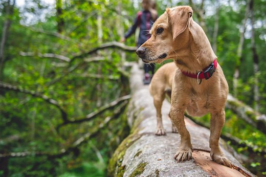 Here's How to Help Your Pup Feel Better If He's Gotten Into Poison Ivy, Oak, or Sumac